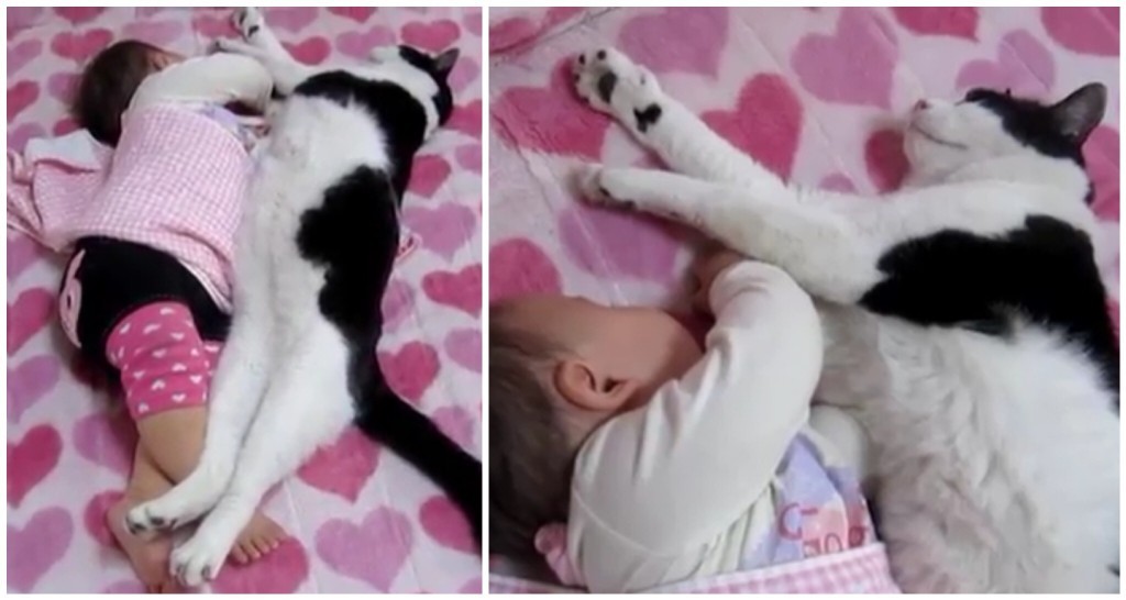 猫と赤ちゃんの半年間の和やかな成長