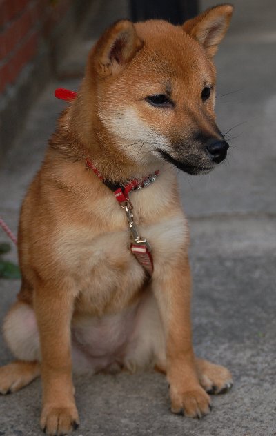 お散歩中に拒否柴発動！ 道路で爆睡する柴犬と「起きて」と困惑する1歳娘に「かわいいがすぎる」「これは柴あるある」まいどなニュース