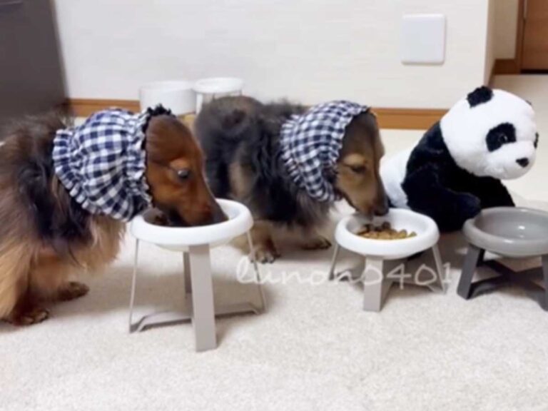 犬の友達の写真素材写真素材なら「写真AC」無料 フリー ダウンロードOK