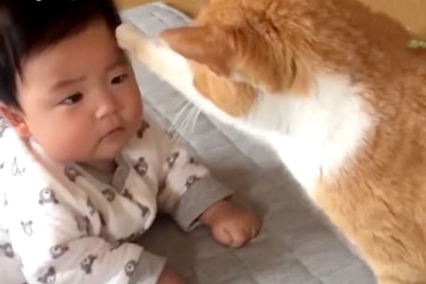 猫が優しい心を持っていることがよく分かる写真いろいろ - DNA