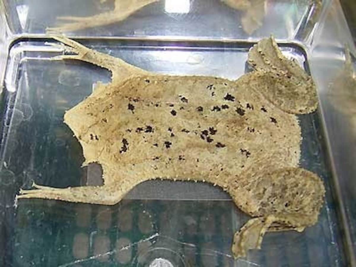 メス背中で育児するカエル・「コモリガエル」 : 蝶・チョウ・ゆっくり歩き・「千蟲