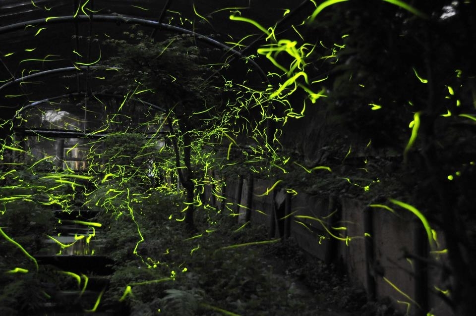 大阪市東成区 片江小学校で、6月7日、8日の2日間、今年も「ほたるの夕べ」が開催されます。号外NET 大阪市東成区・生野区