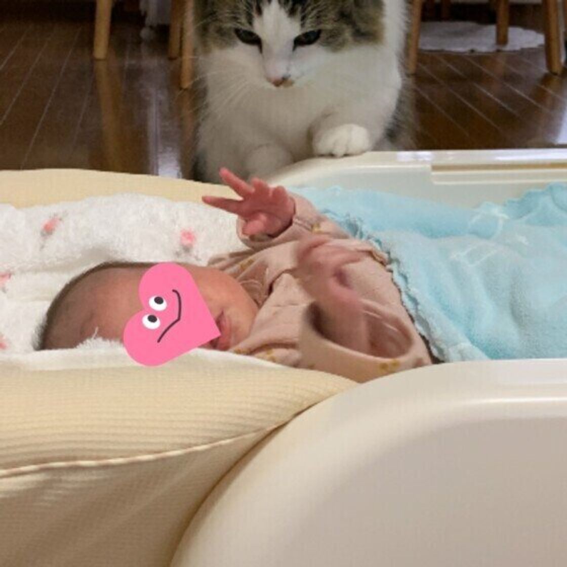 気分屋が一変！ マイペースな猫が赤ちゃんを見守るわけねこのきもちWEB MAGAZINE