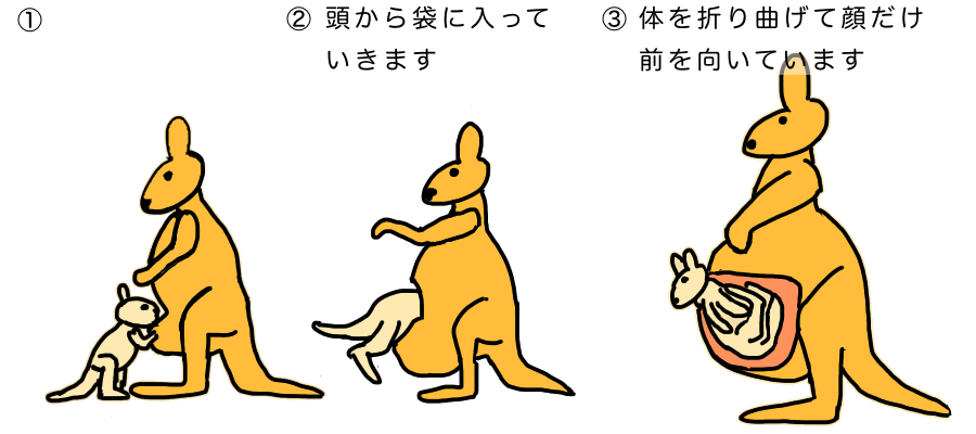 育児嚢 - Wikipedia