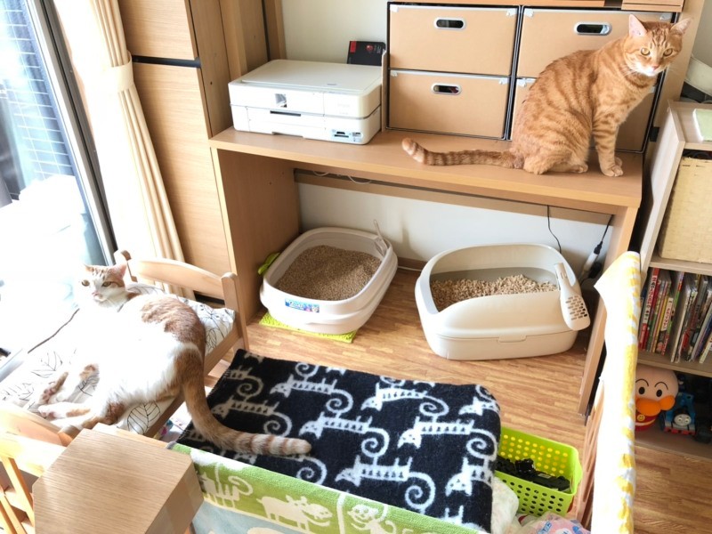 猫と赤ちゃんは仲良く出来るの？暮らす時の注意点と過ごし方！ねこちゃんホンポ