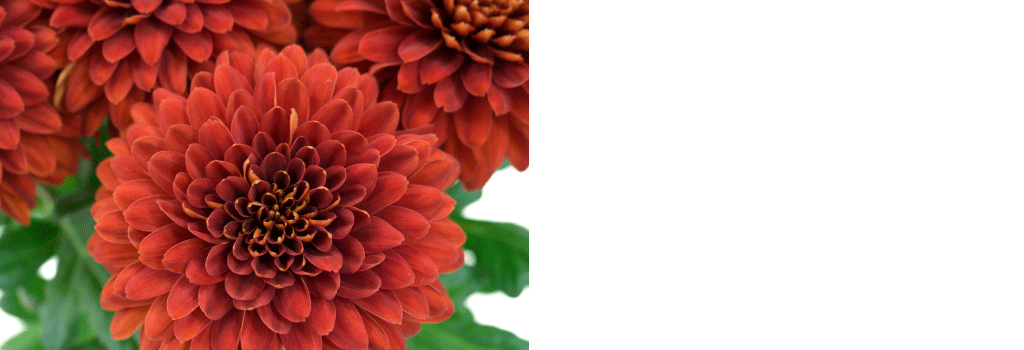 片思い中にぴったりな花言葉を持つ植物２０個を紹介！ – 東京寿園