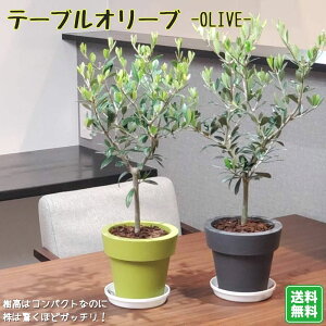 クーポン配布中 オリーブの木 陶器鉢観葉植物 送料無料 プレゼント ギフト 新築祝い 引越し祝い 開店祝い 誕生日 お祝い 結婚記念日 結婚祝い