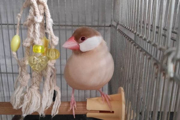 シナモン文鳥の特徴と性格は？必要なアイテムや飼うときの注意点も解説 - あにまろ～る