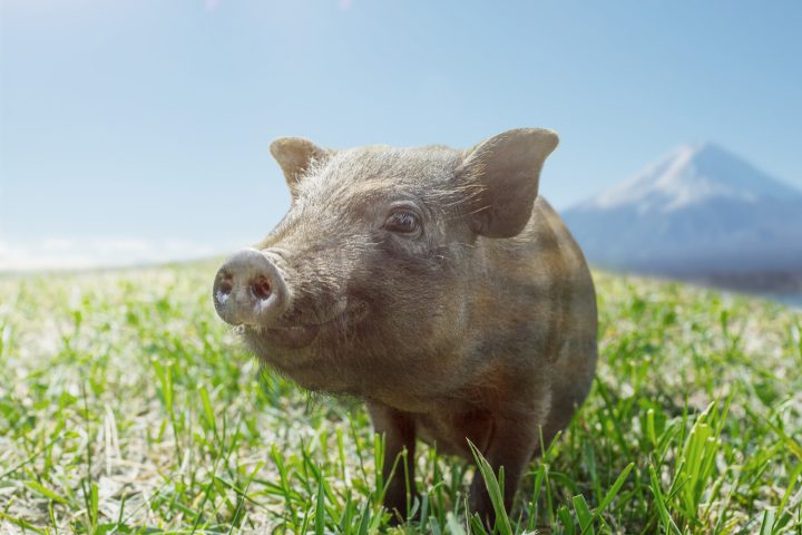 干支占い 亥 いのしし 年の女子の基本性格・2021年の運勢は？ORICON NEWS