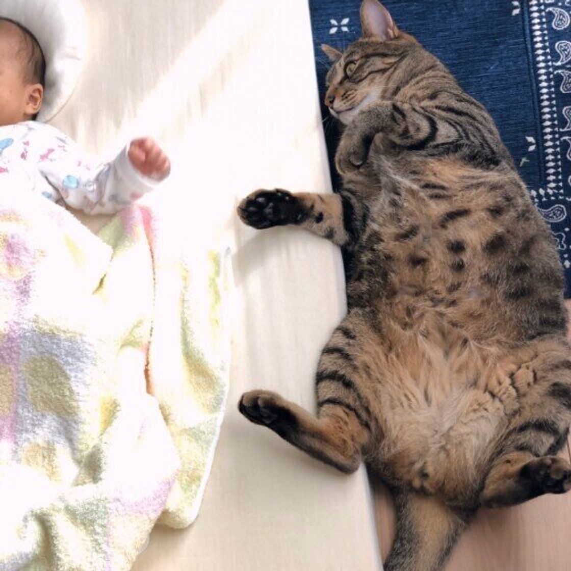子育て中も「猫ファースト」 猫にストレスがないよう工夫したら赤ちゃんとの同居成功「犬や猫 ともっと幸せに」をコンセプトにしたWEBメディア「sippo」