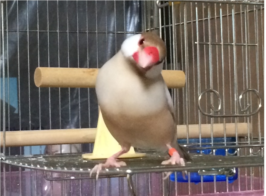 シルバー文鳥の男の子とシナモン文鳥の女の子のペアからはどんなカラーの文鳥- Yahoo!知恵袋