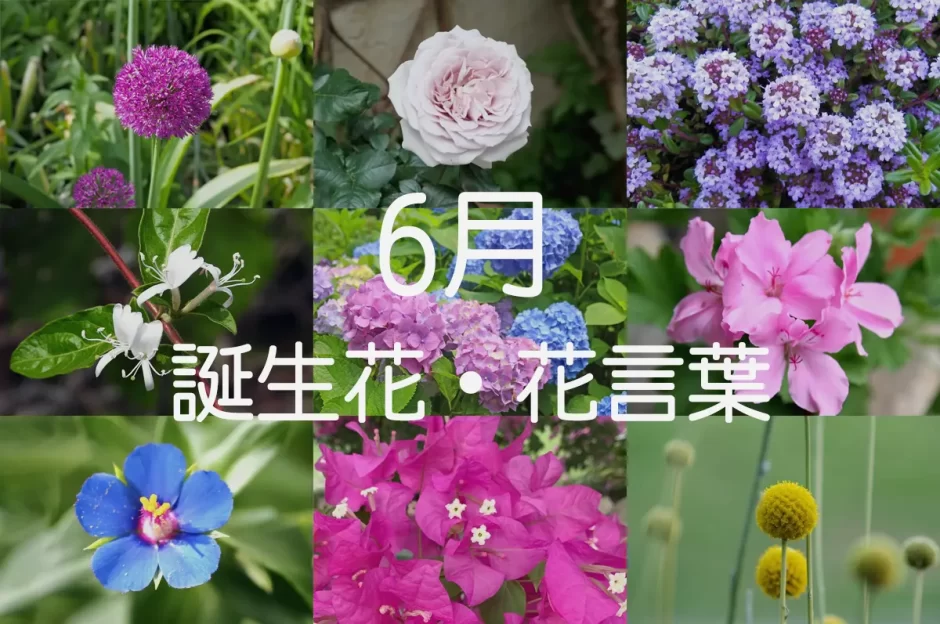 5月17日の誕生花は？エキザカムの花言葉・由来を紹介お花のギフト通販 ブルーミーストア