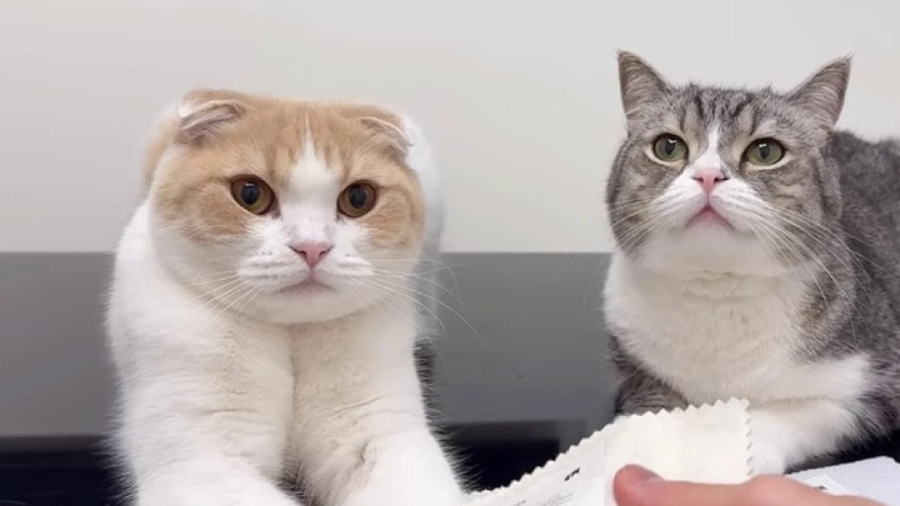 もちまる日記」プロデュース『貢-mitsugu-プレミアムペースト』を株式会社ミシュワンから2023年10月24日 火 発売開始！！株式会社ミシュワンのプレスリリース