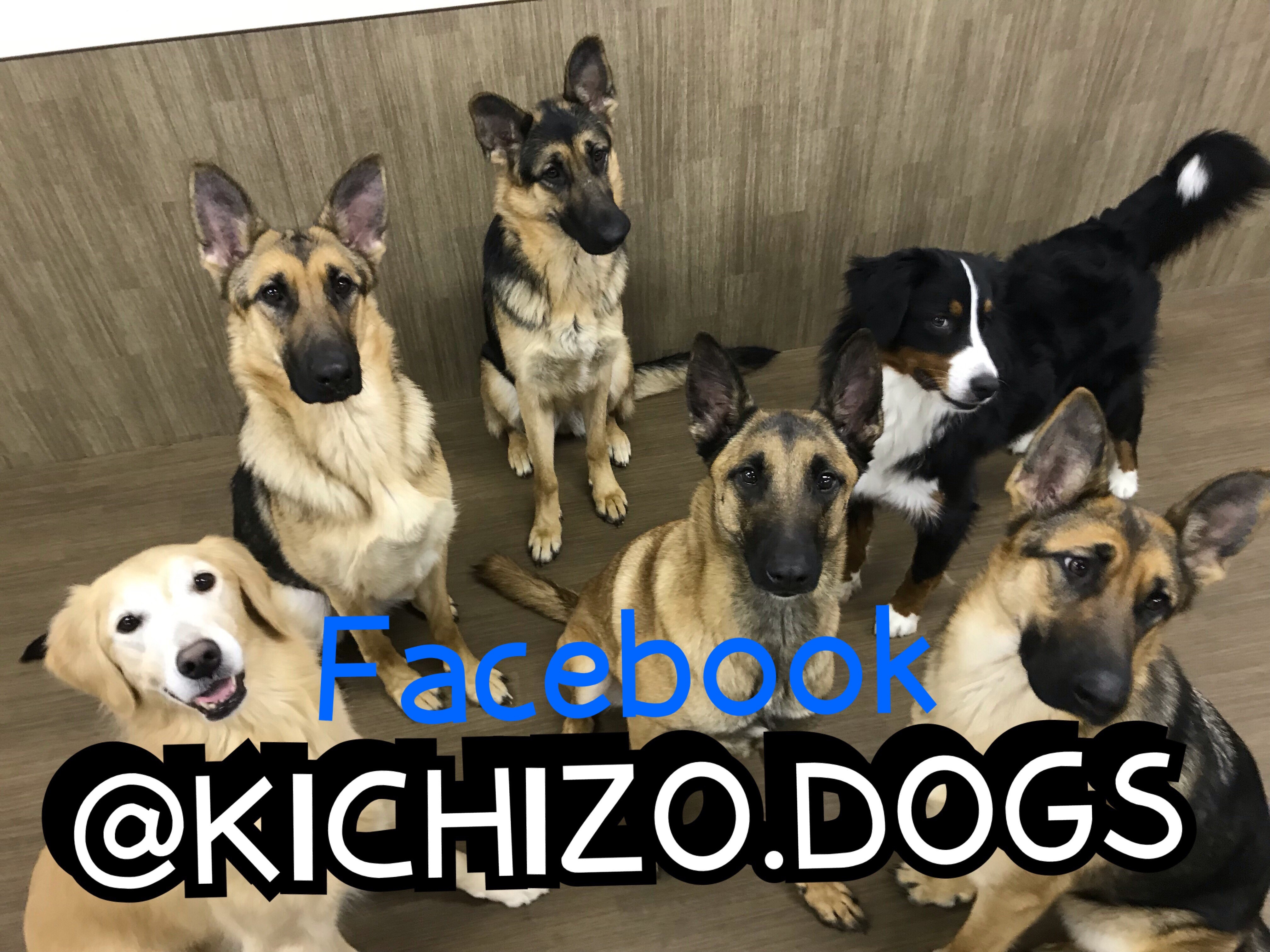 息子の親友がハスキー犬をお迎え→『同じ犬種の友達ができた』と喜んでいたら 思わず鳥肌が立つ『衝撃的な展開』に反響「運命の出会いすぎる」わんちゃんホンポ