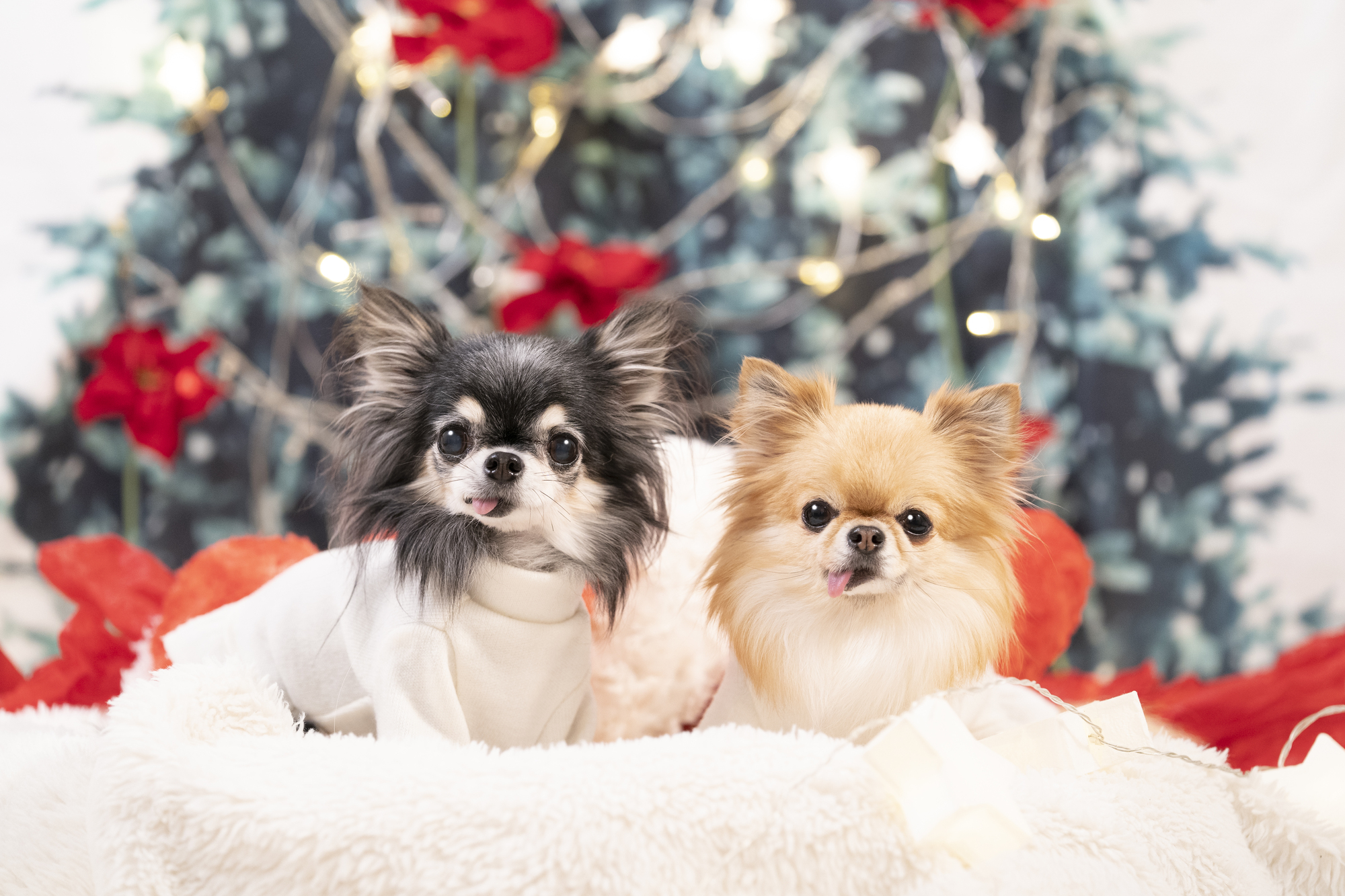 １２月限定トリミング後のフォトブースでお写真を！！ブログ岡崎のトリミングならDog salon Floor