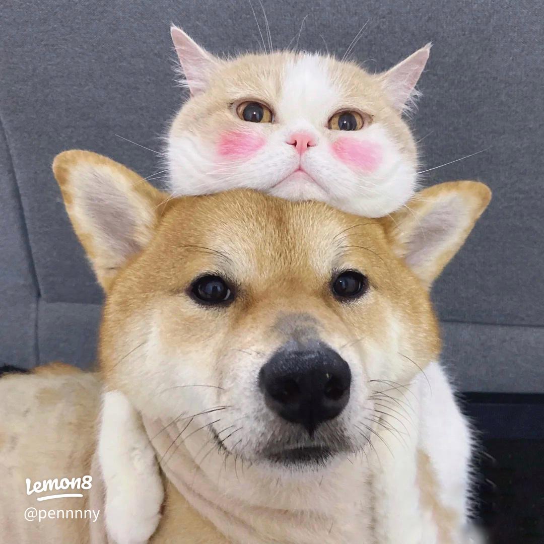 インスタグラムでカップル共有アカウントを作る方法とメリット