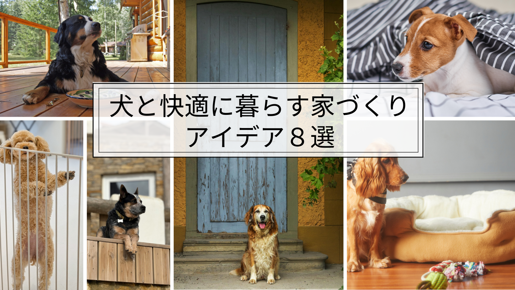 犬だって快適な家で暮らしたい！ 愛犬のための家づくり、家探しについて徹底特集した日本犬専門誌『Shi-Ba シーバ 』最新Vol.125が8月29日 月 発売辰巳出版株式会社のプレスリリース