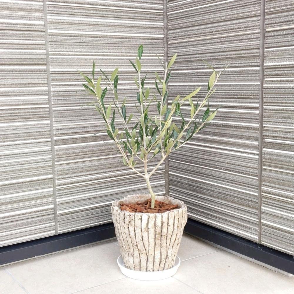 オリーブの木 オリーブ ６号鉢 オリーブ農園 鶴亀園さんの香川オリーブ 観葉植物 鉢植え 引越し祝い 新築祝い おしゃれ 友人 誕生日 プレゼント男性 女性 お祝い 結婚祝い 結婚記念日 開店祝い 開業 周年祝い お誕生日 ギフト 敬老の日