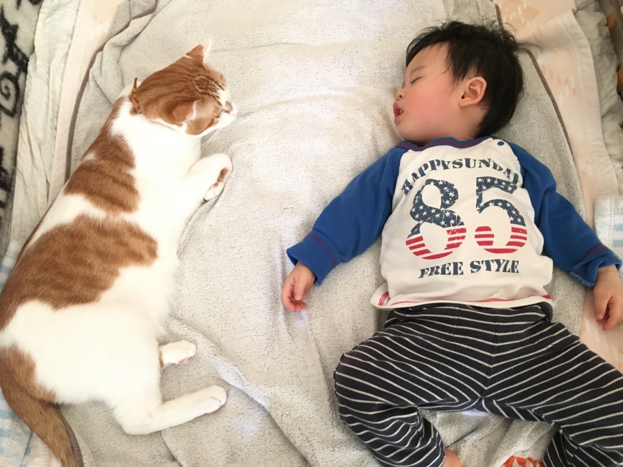 大人には噛みつく暴れ猫は子供にはとても優しい