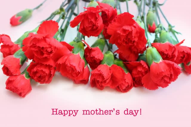 母の日カーネーション：イラスト無料