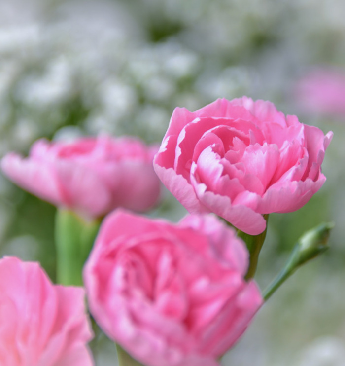 8月5日生まれのあなたへ：花言葉が紡ぐエリカの物語るっちAI x SNS 価値共創・錬金ナビ