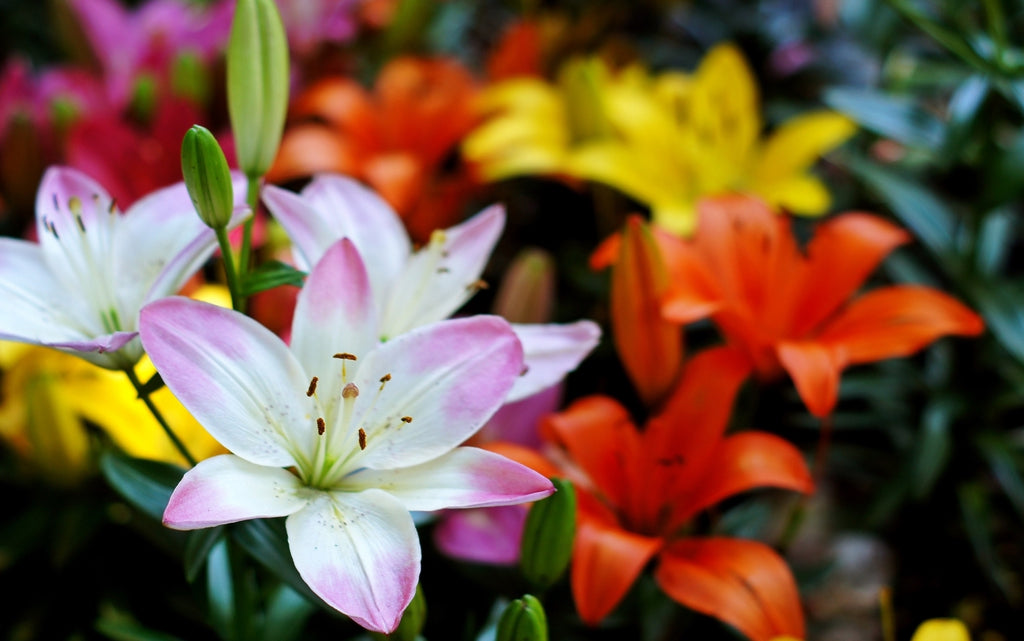 花言葉：恋する相手に贈りたい片思いを象徴する花言葉を持つ花々