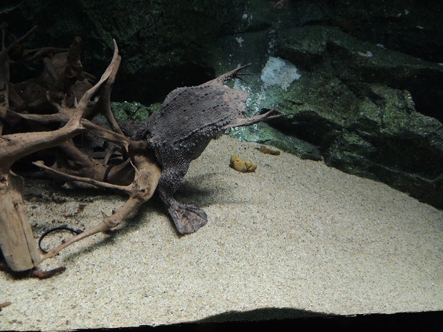 コモリガエル越え？赤ちゃんガエルを背中にしょって子育てするカエルニコニコニュース