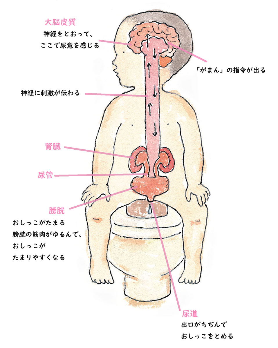 発達障害・発達特性のある子の トイレトレーニング の方法を「療育の専門家」が解説 - コクリコ講談社