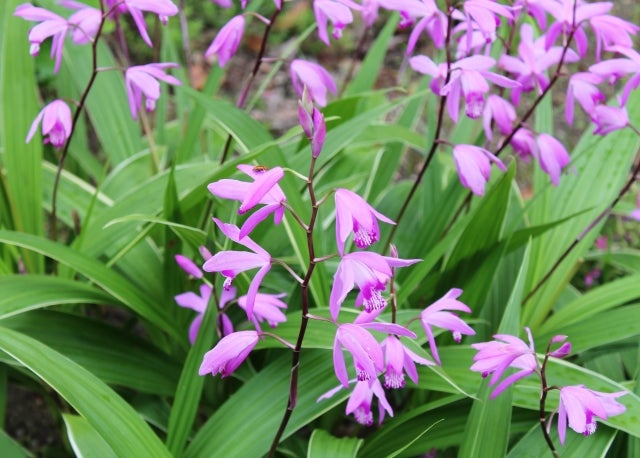 6月5日の誕生花はシラン！花言葉から価格まで紹介します