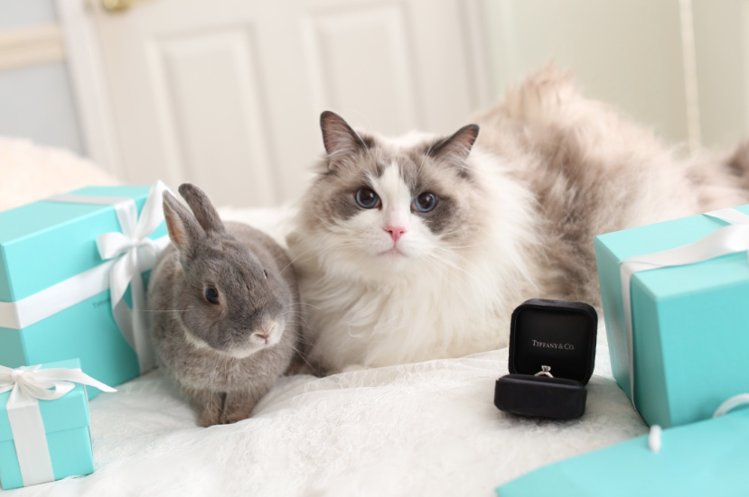 猫ちゃんとフォトウエディングデコルテフォトグラフィー前撮り・フォトウェディング