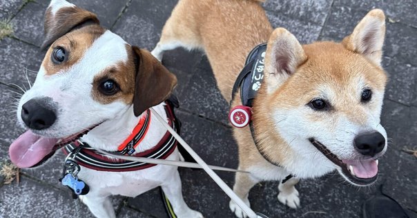 犬のパーティーフレークシール- OURS森の友達公式ショップ 台湾発のオリジナル文房具ブランド