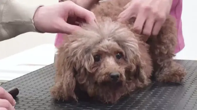 Snow Man - 渡辺翔太 犬 ツーショット 写真 レアの通販 by マカロン 's shopスノーマンならラクマ