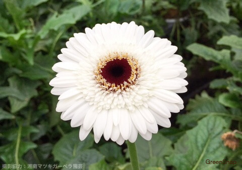 ガーベラがもつ花言葉は？意味や由来を詳しく紹介