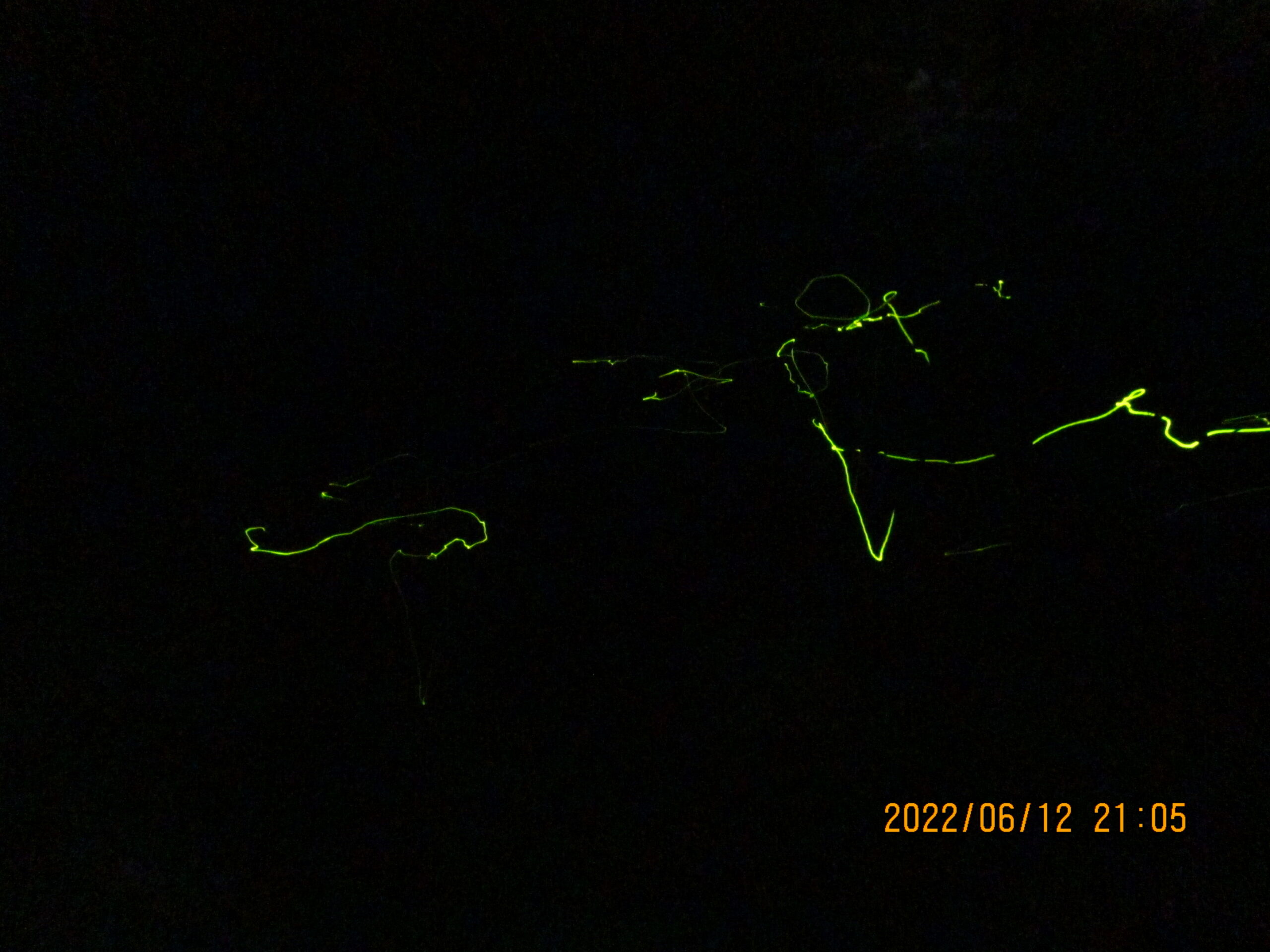 杉並区 都会に居ながら幻想的な体験を!第28回「久我山ホタル祭り」は6月7日&8日に開催! 酔街草- エキスパート - Yahoo!ニュース