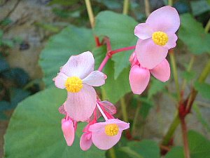 愛の花言葉をもつ花一覧 恋愛や片想い・初恋の好きな気持ちが伝わる花は？🍀GreenSnap グリーンスナップ
