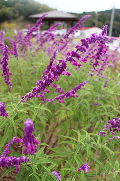 愛・恋・好き・愛情など 恋愛にまつわる花言葉をもつ花一覧