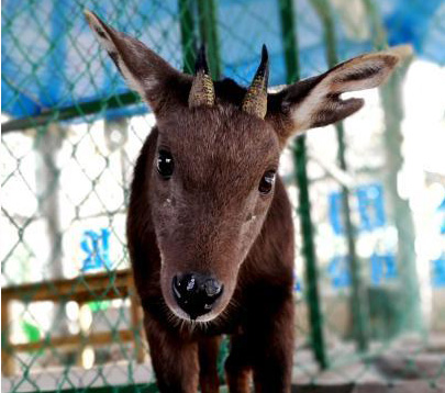 西洋人形そっくり!ロシアの6歳少女、その美しさで大評判2 --人民網日本語版--人民日報