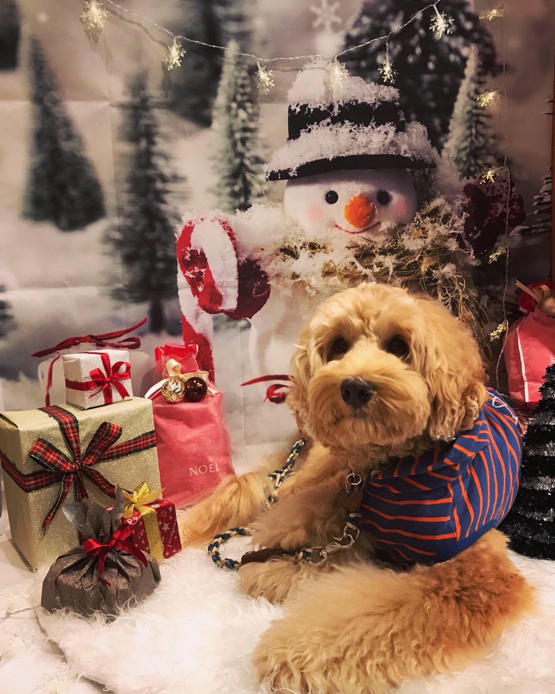 こんにちは！ TPC浜松動物総合病院です🏥 病院のクリスマスフォトブースで 撮影していただいたお写真のご紹介です。 Mダックスのくうくん🐶トナカイの被り物がとってもお似合い💖 ステキなお写真ありがとうございました！ みなさんもよかったら、 フォトブースぜひご活用