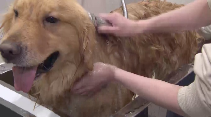 渡辺翔太」おしゃれまとめの人気アイデアPinterestRuru Ma5歳児, カッコイイ