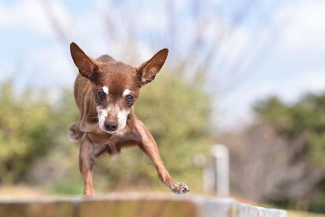 干支性格診断 十二支の性格あるあるが意外と当たる！？ホイミ