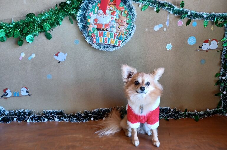 フォトブース☆ペットショップマリーペットハウスマリー マリーナホップ店