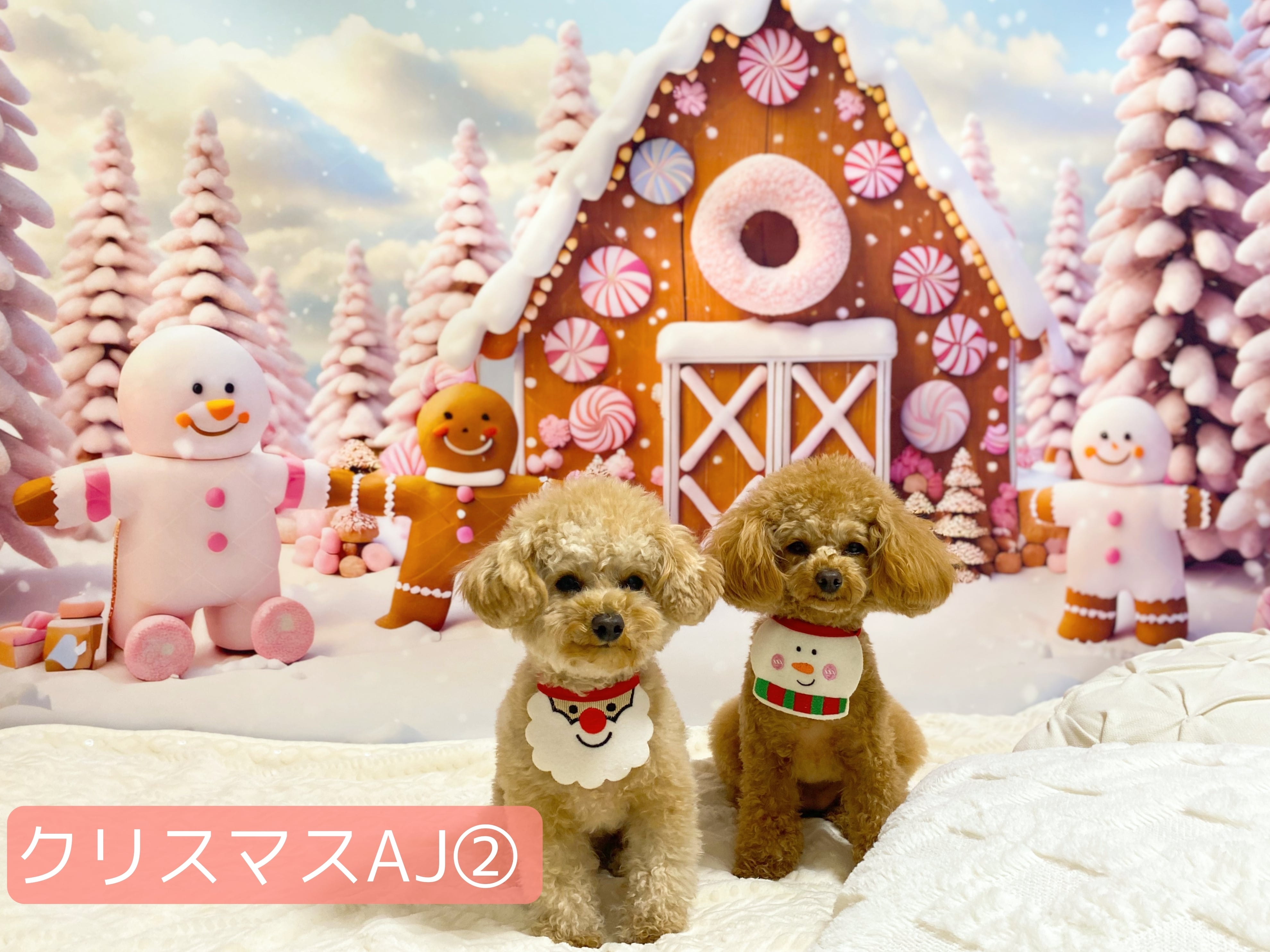 11月のフォトブースdog salon MOKK