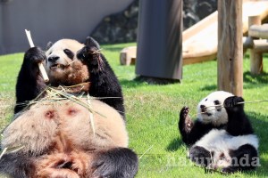 浜松のお母さん・おちゃ美でーす💁‍♀️ 『 照個屋』ど楽しかった🫶 ありがとうございました‼️ 楽屋には川﨑玲奈 ちゃんと私の似顔絵💕私って小籠包みたいな顔だよね🥹ど可愛い🥹 おちゃ美カンゲキでした💕自宅で飾ってます✨️浜松のお母さん浜松市遠州弁お