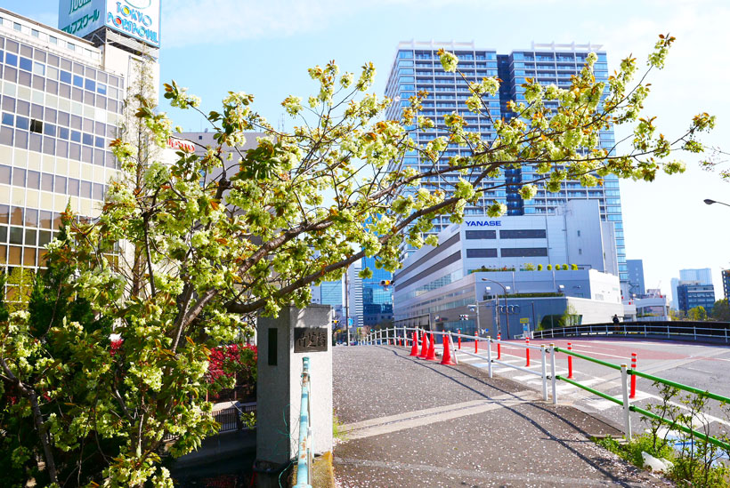 春到来！お散歩がてら、珍しい黄緑色の桜を見に行こう田町新聞