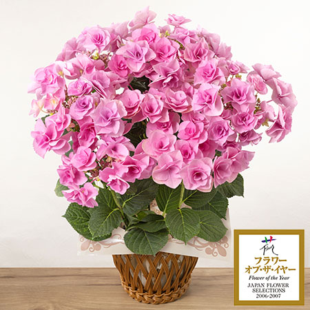 この花の意味は知ってる？素敵な花言葉あつめました。キナリノ