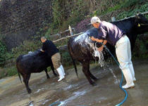 松本志のぶアナの現在や夫 旦那 の岩代太郎氏や子供や若い頃は?元日本テレビ女性アナウンサー大図鑑