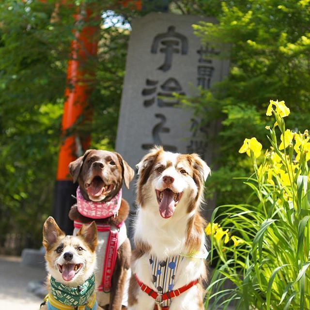 犬の友達の写真素材写真素材なら「写真AC」無料 フリー ダウンロードOK