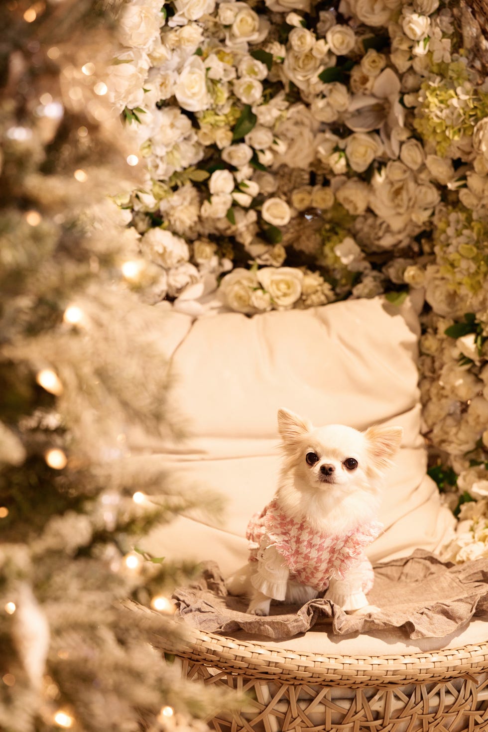 クリスマスクリスマスフォトわんちゃんねこちゃん撮影ブース撮影コーナーペテモ大和郡山PETEMO大和郡山イオンモール大和郡山スマイルドッグスマイルショット 1週間前より可愛く撮れましたいぬイヌ犬リクくんダックスダックスフンド