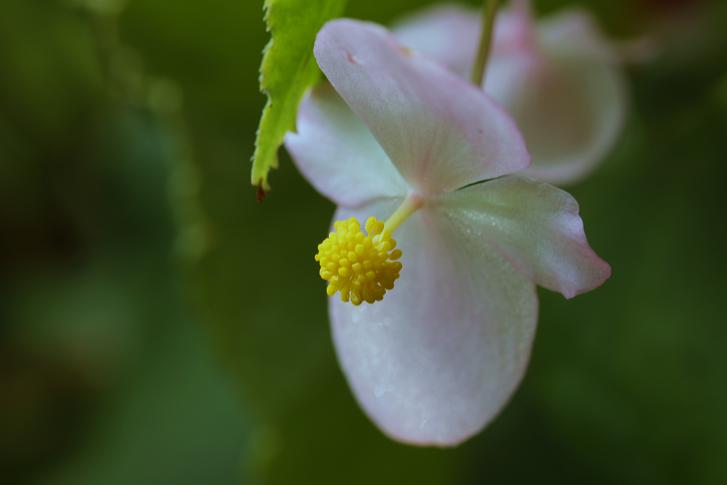 花言葉 片思いや両思い、恋愛の秘めた気持ちを表す花言葉は？おすすめの花の種類を紹介Clover クローバー