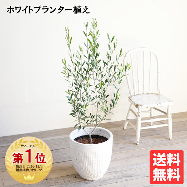 観葉植物 オリーブ 人気ブランドランキング2025ベストプレゼント